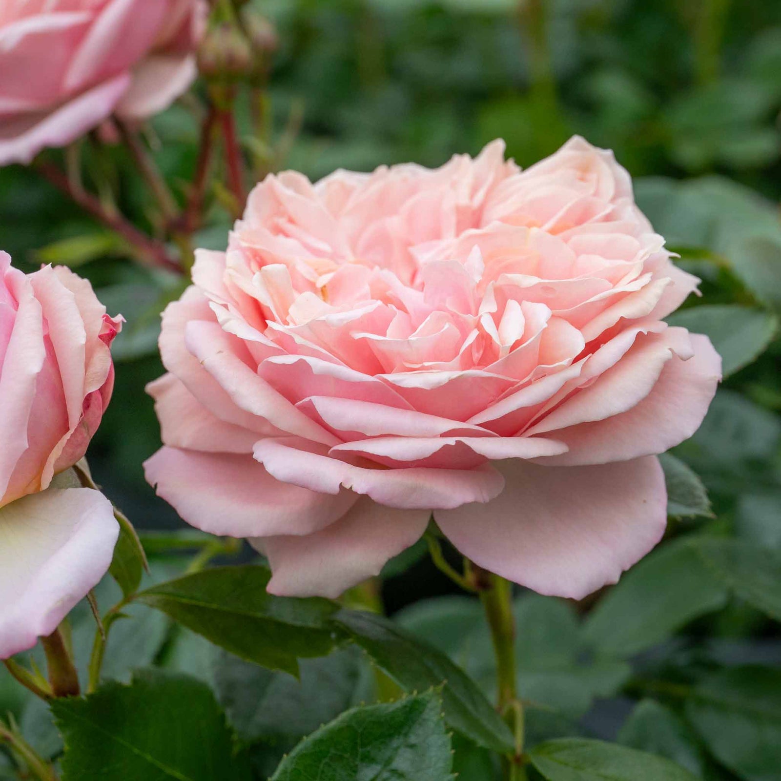 Rose 'joie Du Vivre' Floribunda - Rose Of The Year 2011 | 1 x Bare Root | Pink