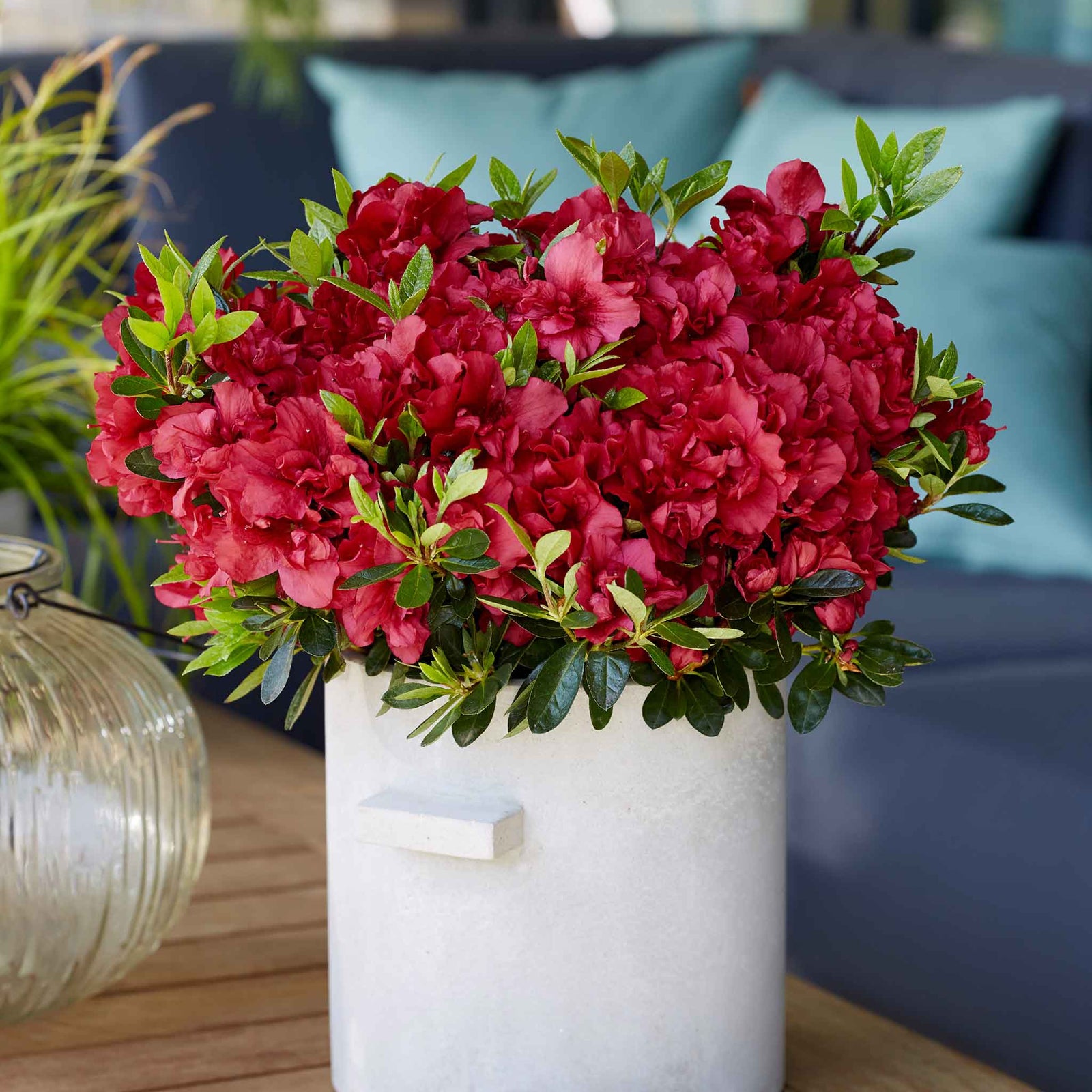 Azalea 'encore Autumn Fire' - Red Semi-evergreen Shrub, Spring & Autumn Blooms | 3 x 9cm | Red
