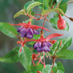 Fuchsia 'dollar Princess' - Double-flowered, Compact 45 Cm Jumbo Plug Plants | 3 x Jumbo Plug Plants | Multi