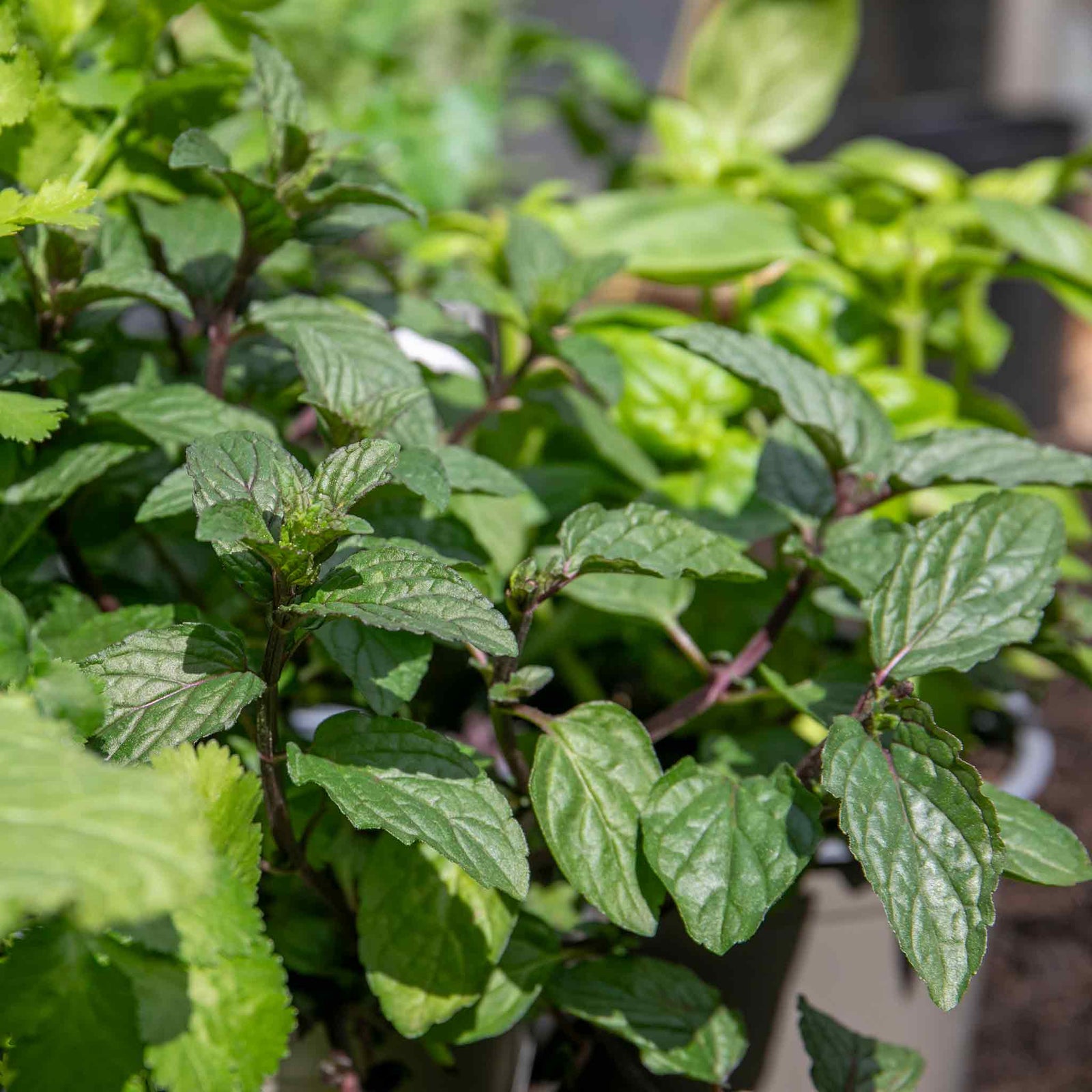 Sense-ational Herb Collection | 12 x Plug Plants | Multi