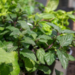 Sense-ational Herb Collection | 6 Plug Plants | Green