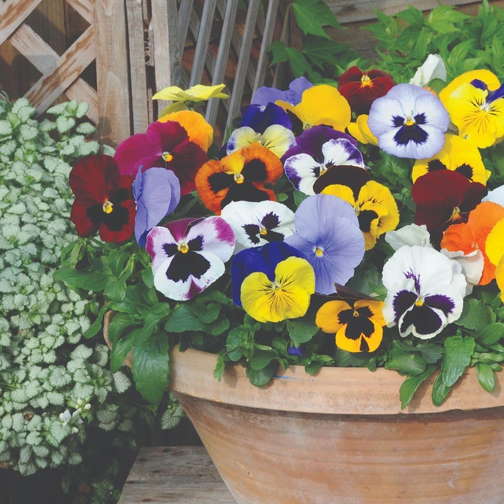 Pansy Summertime Mix Garden Ready Plants - Bright Cheerful Summer Flower Collection | 24 x Garden Ready Plants