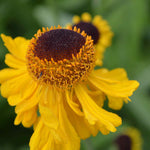 Hayloft Helenium The Bishop - 3 x 9cm Pots