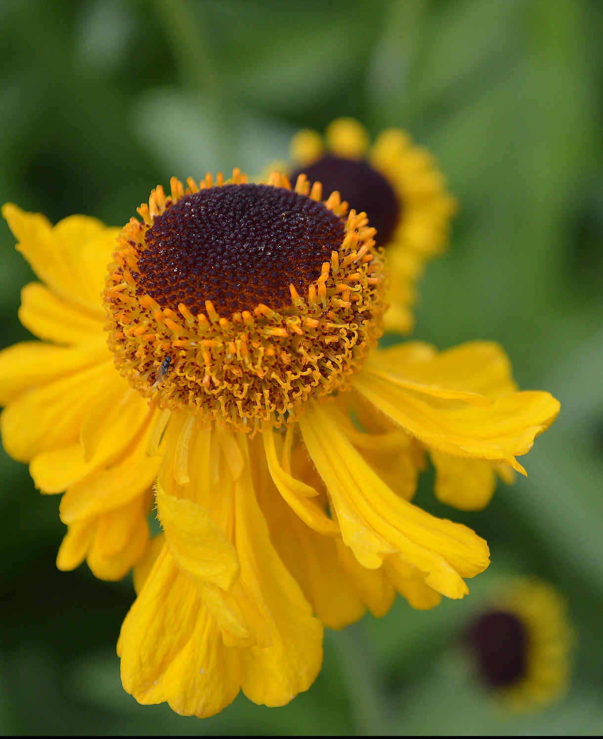 Hayloft Helenium The Bishop - 3 x 9cm Pots