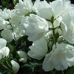 Philadelphus Virginal Mock Orange Shrub Large 2-3ft Supplied In A 5 Litre Pot