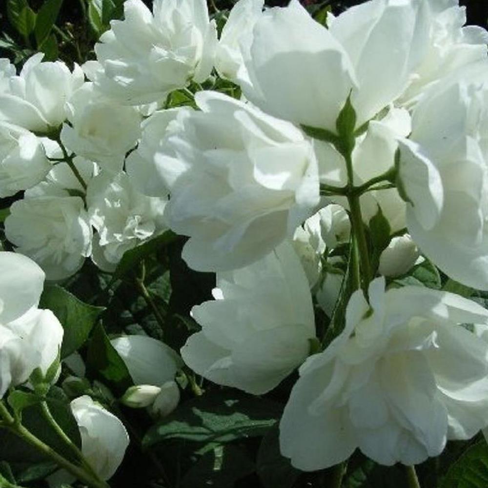 Philadelphus Virginal Mock Orange Shrub Large 2-3ft Supplied In A 5 Litre Pot
