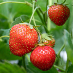 Heritage Strawberry Cambridge Favourite June-bearing Disease-resistant Variety | 10 x Bare Root | Red