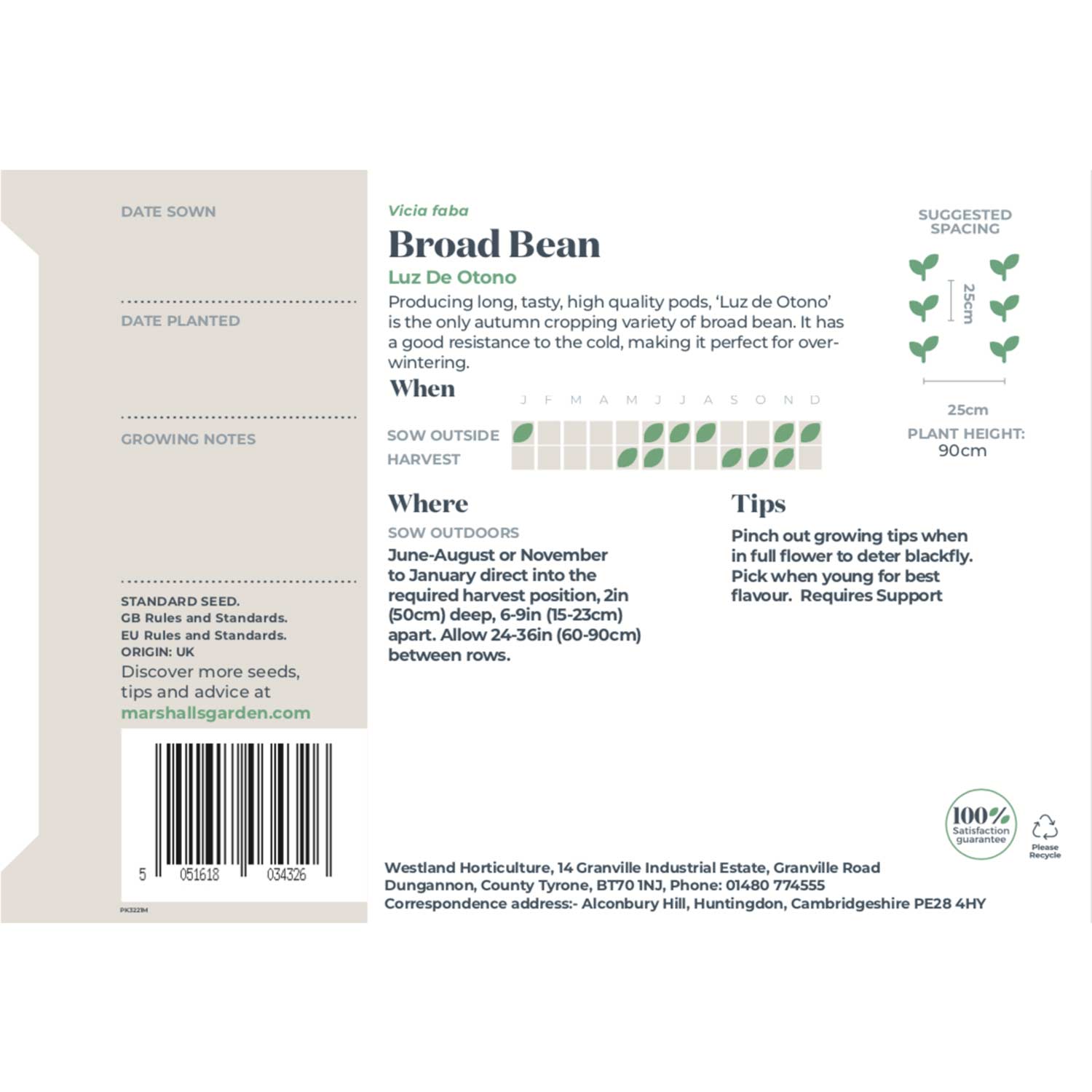 Broad Bean Seeds 'luz De Otono' — Autumn Cropping, 75 Seeds | 75 Seeds | Green