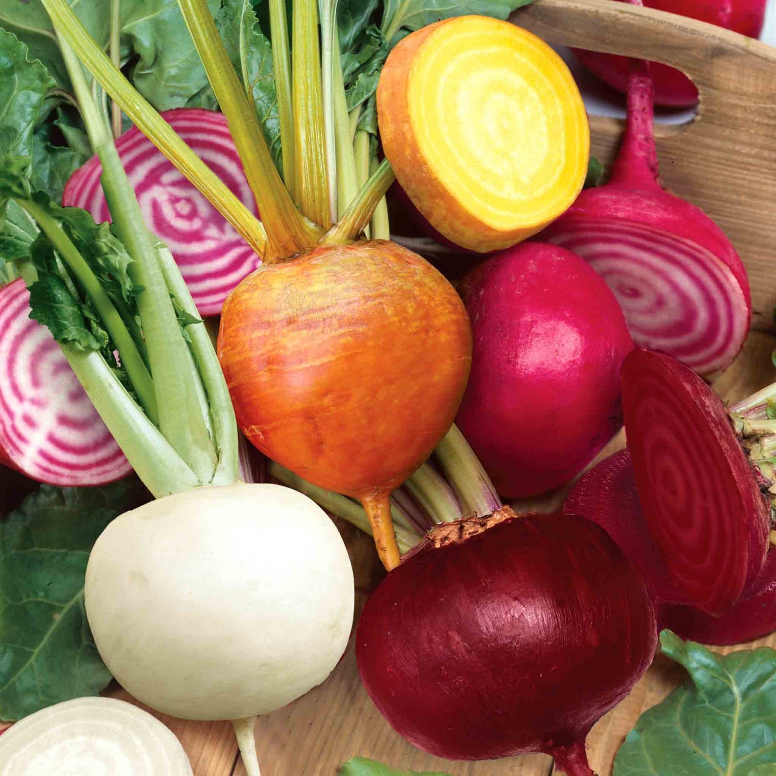 Beetroot 'quattro Gourmet Mix' - 12 Professional Grower Plugs | 12 x Pro Grower Plugs | Yellow
