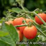 Garden Grafted Bush Tomato Lizzano — Compact, Blight-resistant, Ideal For Containers 7cm Plant | Set of 3