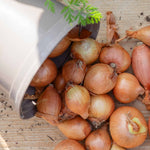 Spring Trio Pack – Onion Crusado, Shallot Golden Gourmet & Garlic Picardy Wight | Set of 60