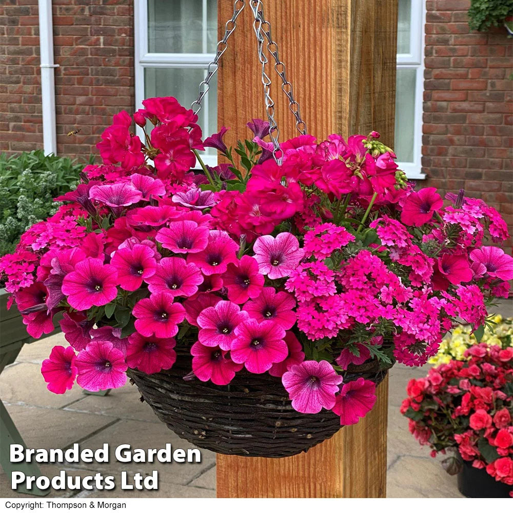 Thompson & Morgan Pink Shockwave Preplanted Hanging Basket 14in (35cm) X 1