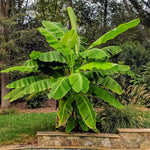 Hardy Banana Plant - Musa Basjoo - 10.5cm Pot | Set of 1 | Green