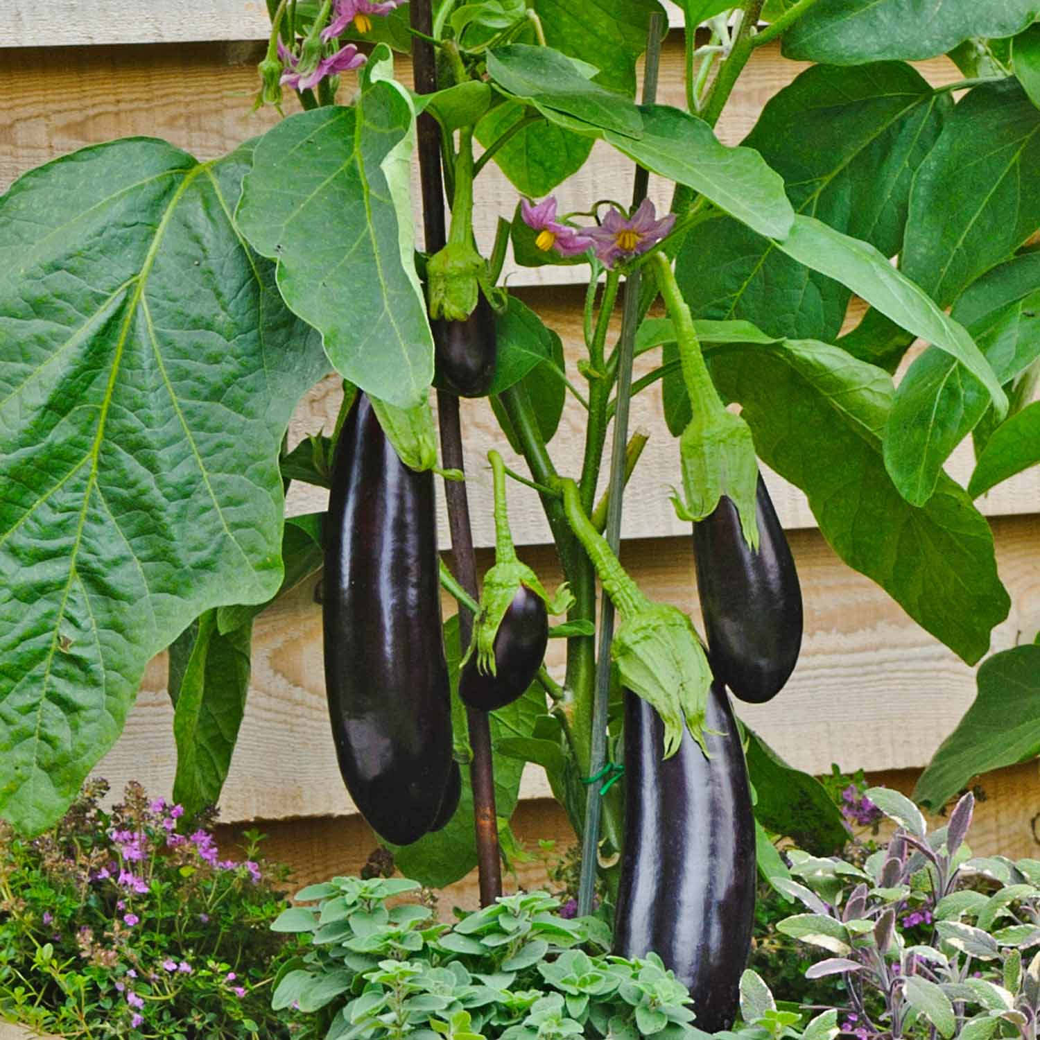 Aubergine 'moneymaker' F1 Hybrid Plant | 6 x Jumbo Plugs | Black