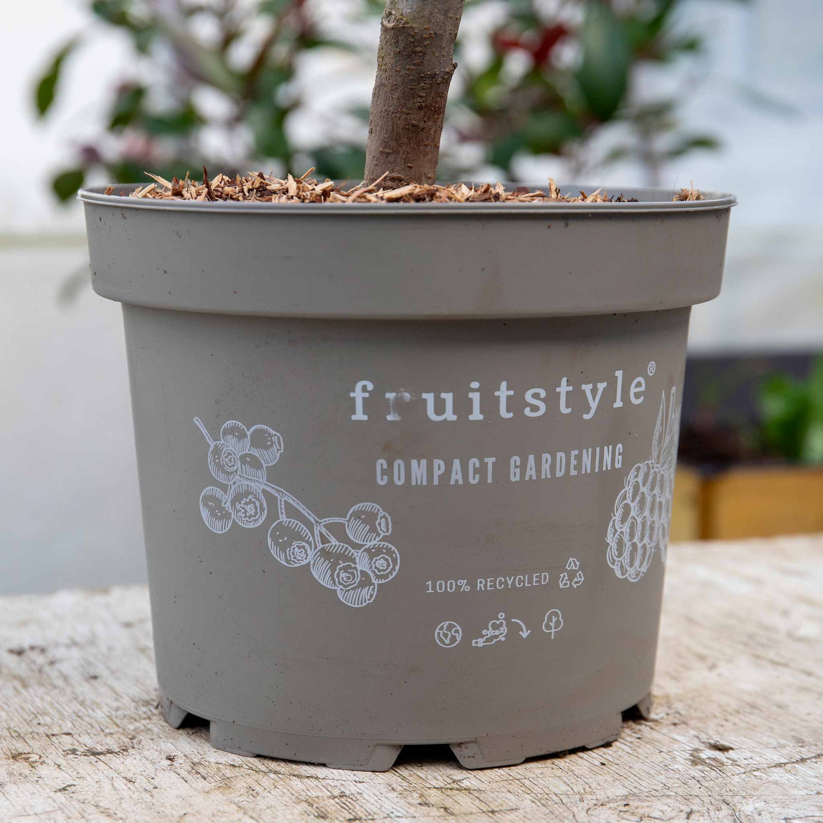 Apple 'mcintosh' - Columnar Patio Apple Tree | 1 x Tree