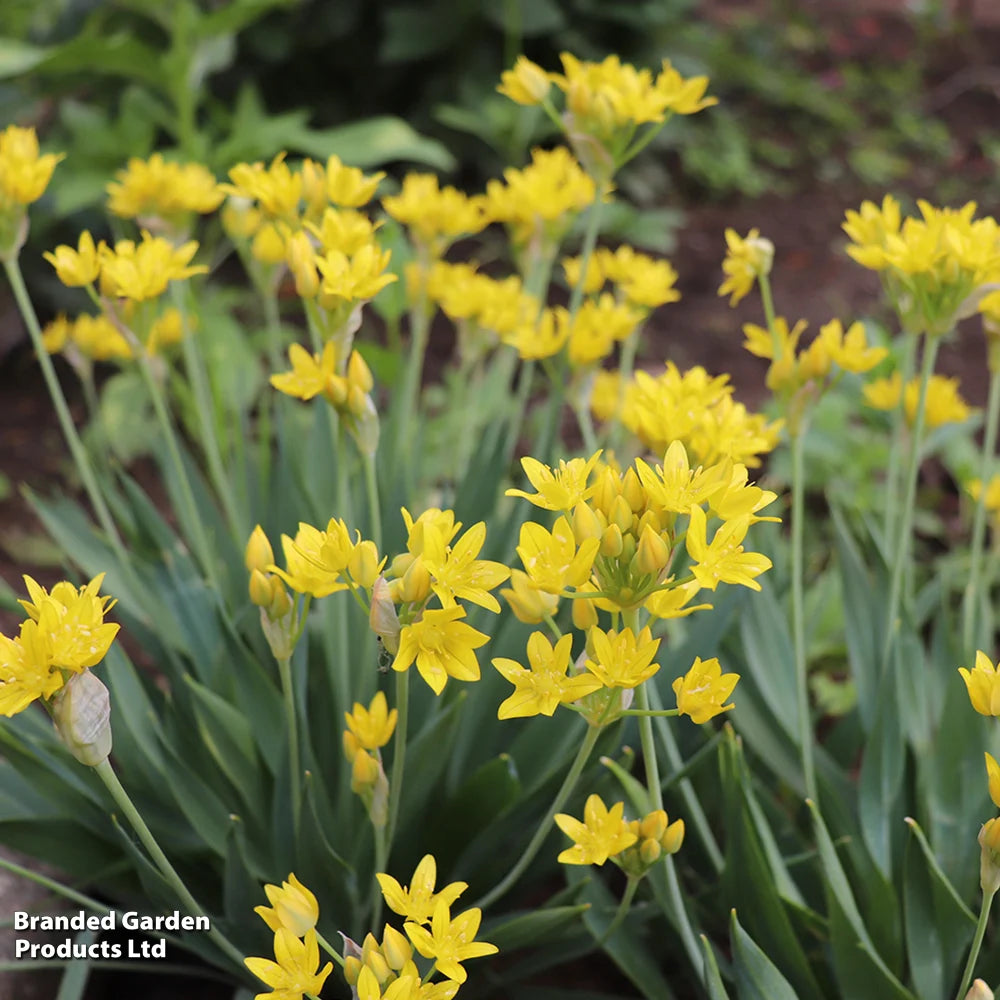 Bumper Spring Bulb Collection Bulbs | 800 x Bulbs
