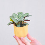 Never Never Plant - 2 Pcs. - Ctenanthe Burle-marxii 'amagris' - H25-35cm - ⌀14cm | Set of 2 | Green