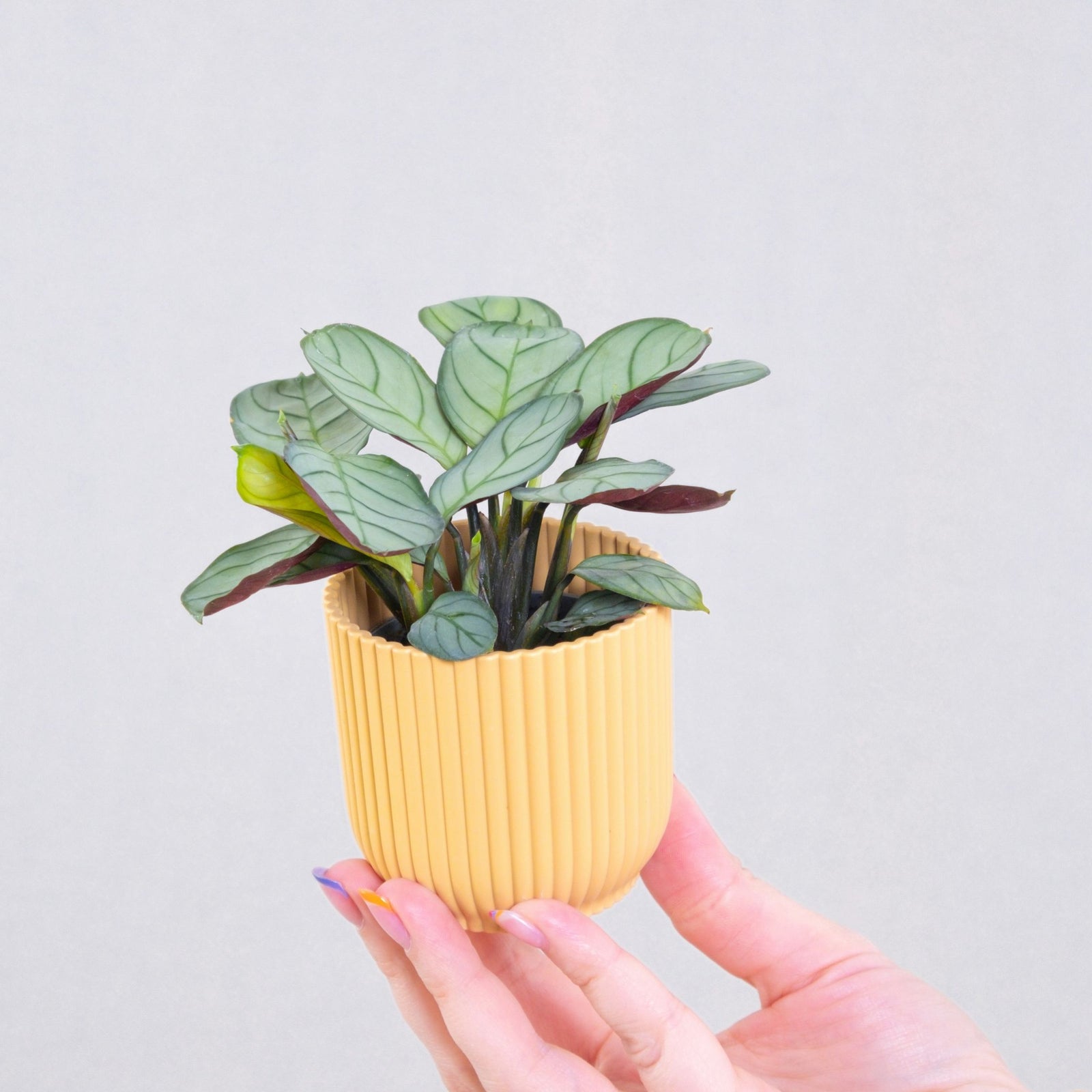 Never Never Plant - 2 Pcs. - Ctenanthe Burle-marxii 'amagris' - H25-35cm - ⌀14cm | Set of 2 | Green
