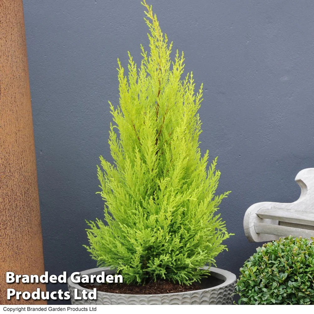 Thompson & Morgan Cupressus Goldcrest Wilma - 4 Plants