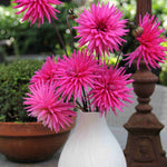 Dahlia Electro Pink - plug plants | Set-of-5