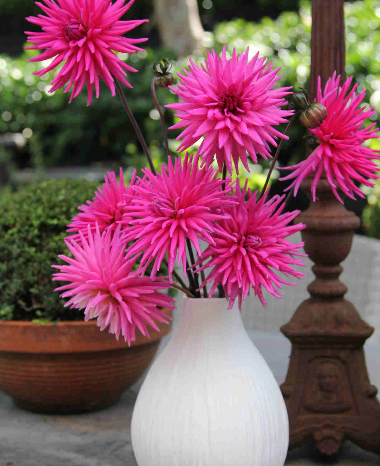 Dahlia Electro Pink - plug plants | Set-of-3