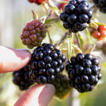 Blackberry 'loch Tay' - Thornless, Compact, High-yield 2 Litre Plants | Set of 1 | Multi