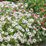 Petunia 'vista Silverberry', Trailing Silvery-white Blooms | 12 x Plug Plants | Multi