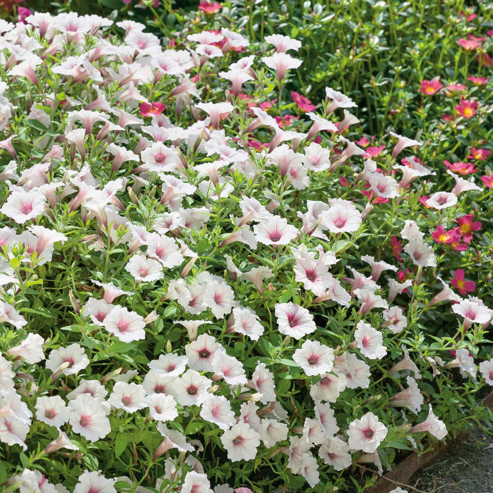 Petunia 'vista Silverberry', Trailing Silvery-white Blooms | 12 x Plug Plants | Multi