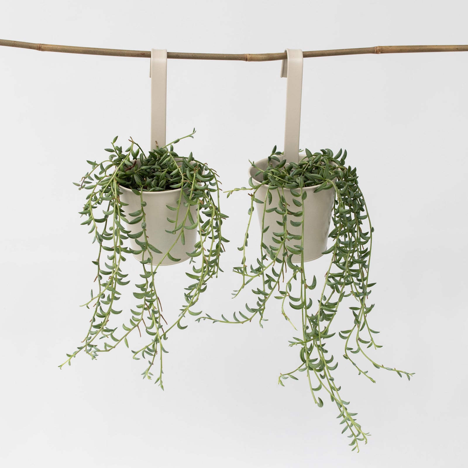 String Of Bananas - 2 Pcs. - Senecio Radicans - Height 10-20cm - ⌀12cm | Set of 2 | Green