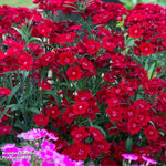Thompson & Morgan Dianthus (pinks) Rocking Red - Plants