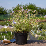 Polemonium 'stairway To Heaven' - Variegated Foliage, Pale Blue Flowers | 1 x 2L