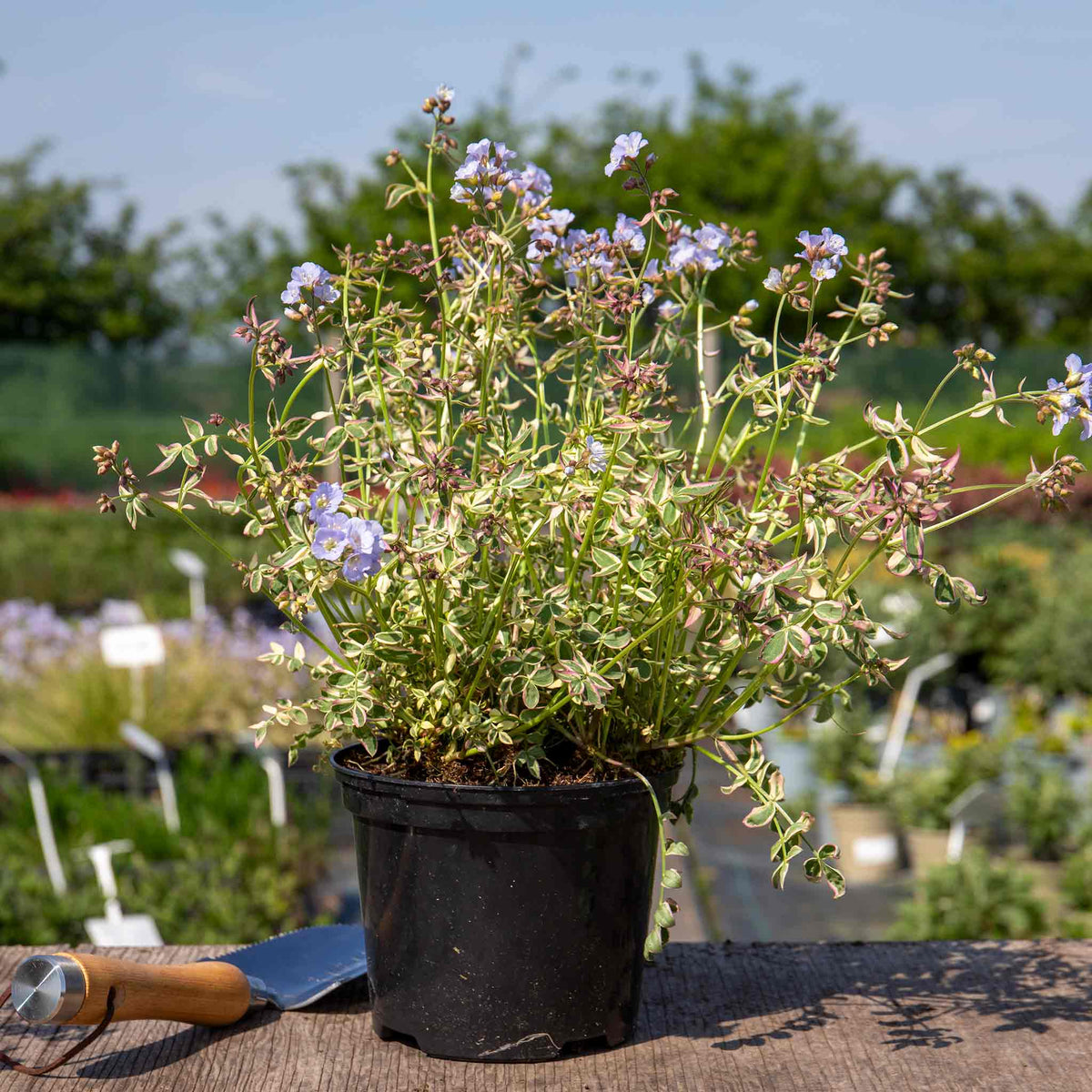 Polemonium 'stairway To Heaven' - Variegated Foliage, Pale Blue Flowers | 1 x 2L