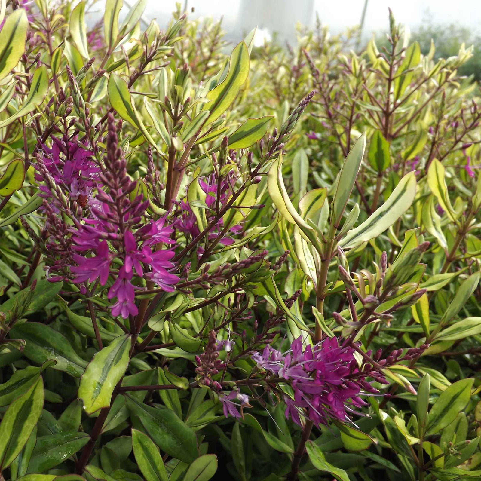 Hebe 'wiri Celebration' Variegated Evergreen Shrub With Pink Flowers | 1 x 3L | Green & Pink