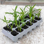 Sweetcorn Earlibird Early Supersweet | 12 x Garden Ready Plugs | Yellow