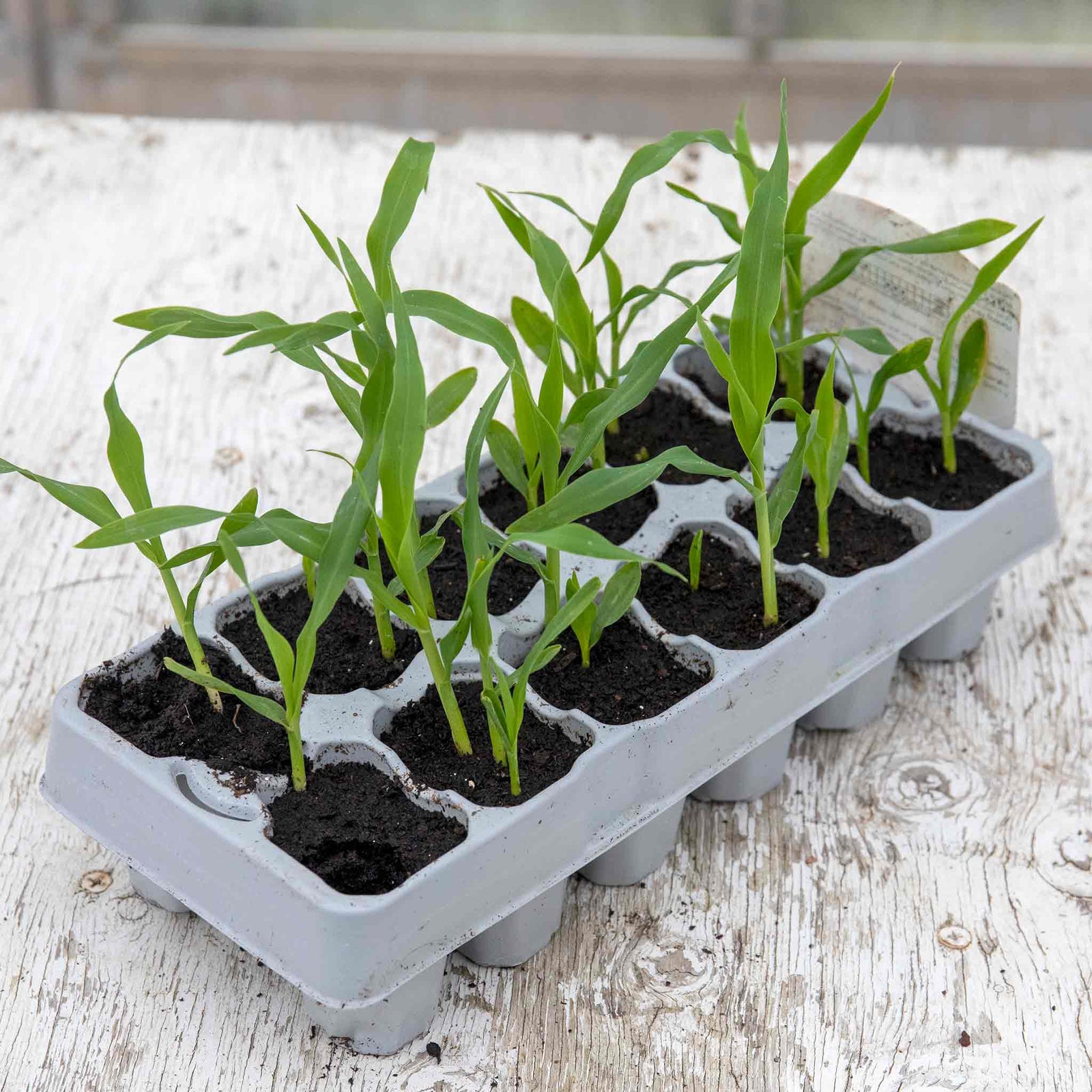 Sweetcorn Earlibird Early Supersweet | 12 x Garden Ready Plugs | Yellow