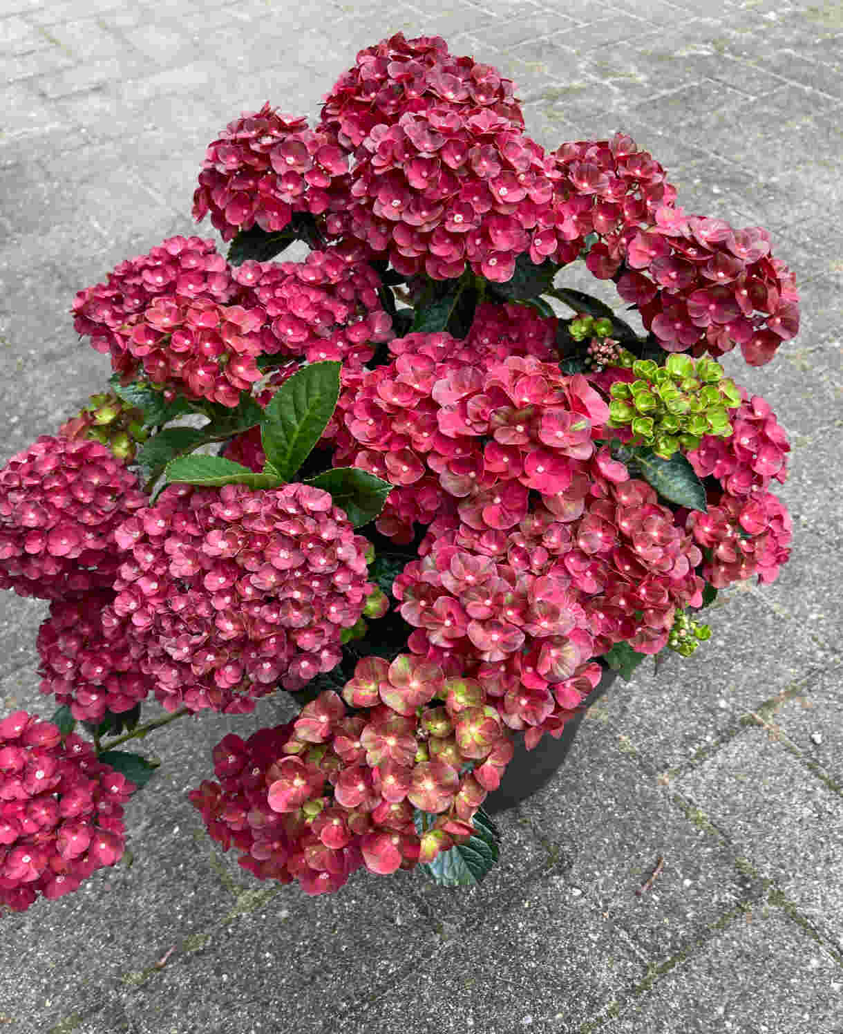 Hydrangea Macrophylla 'rebellion Pistachio Love' 12cm Pot | Set-of-1 | Green