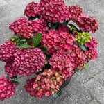 Hydrangea Macrophylla 'rebellion Pistachio Love' 12cm Pot | Set-of-2 | Green