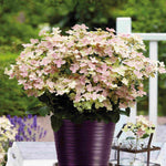 Hydrangea Paniculata Polestar - 9cm pots | 3 x 9cm | Light Green