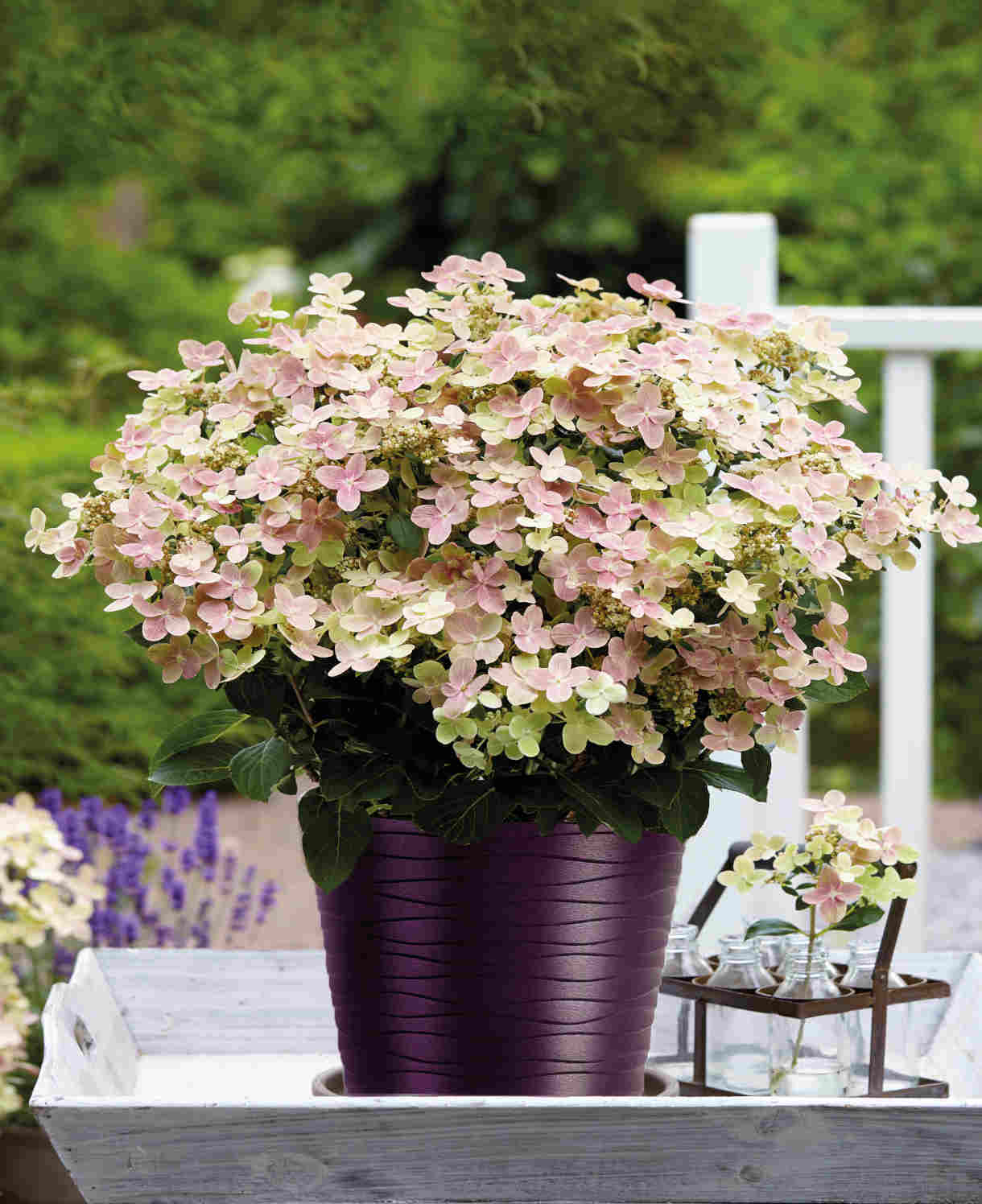 Hydrangea Paniculata Polestar - 9cm pots | 3 x 9cm | Light Green
