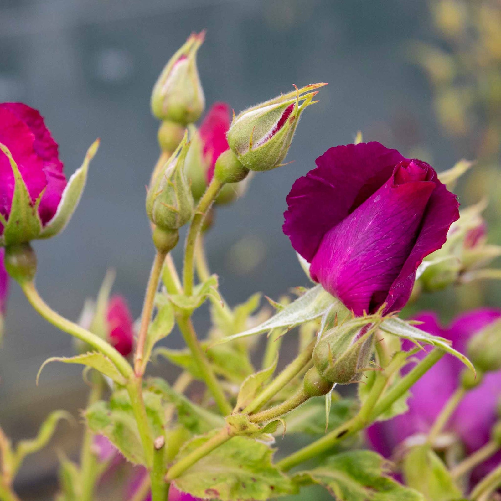 Rose 'rhapsody In Blue' – Purple Shrub Rose (roty 2003) | 1 x Bare Root | Purple