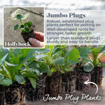 Hollyhock 'chater's Double Mixed' Double-flowered Cottage Garden Mix | 12 x Jumbo Plug Plants | Multi