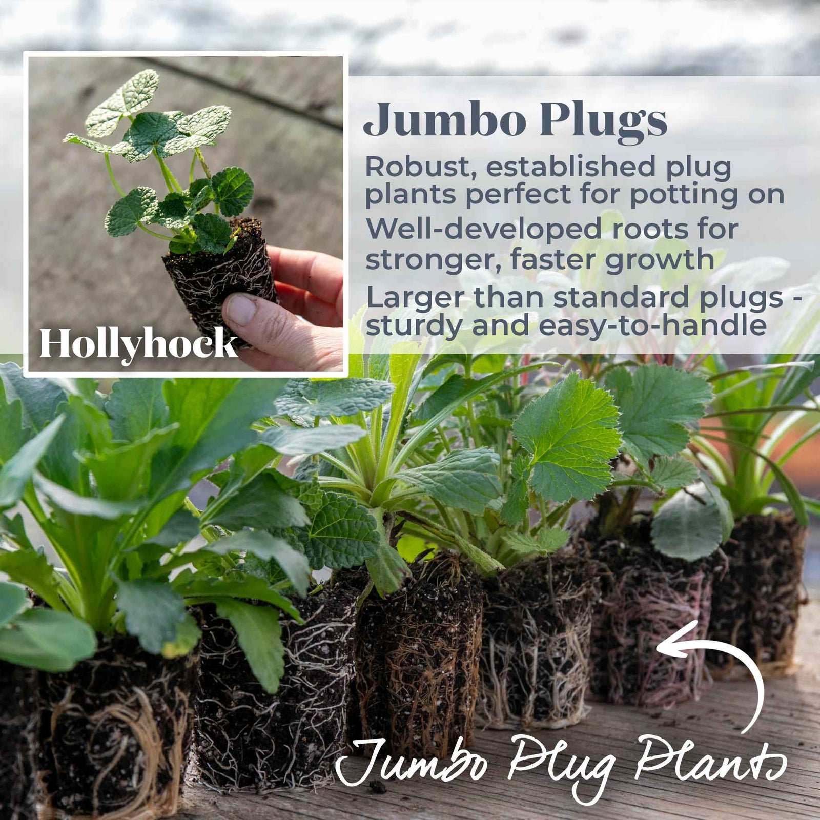 Hollyhock 'chater's Double Mixed' Double-flowered Cottage Garden Mix | 3 x Jumbo Plug Plants | Multi