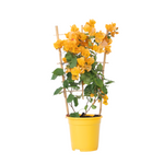 Paper Flower - Height 50-60cm - ⌀17cm | Set of 1 | Yellow