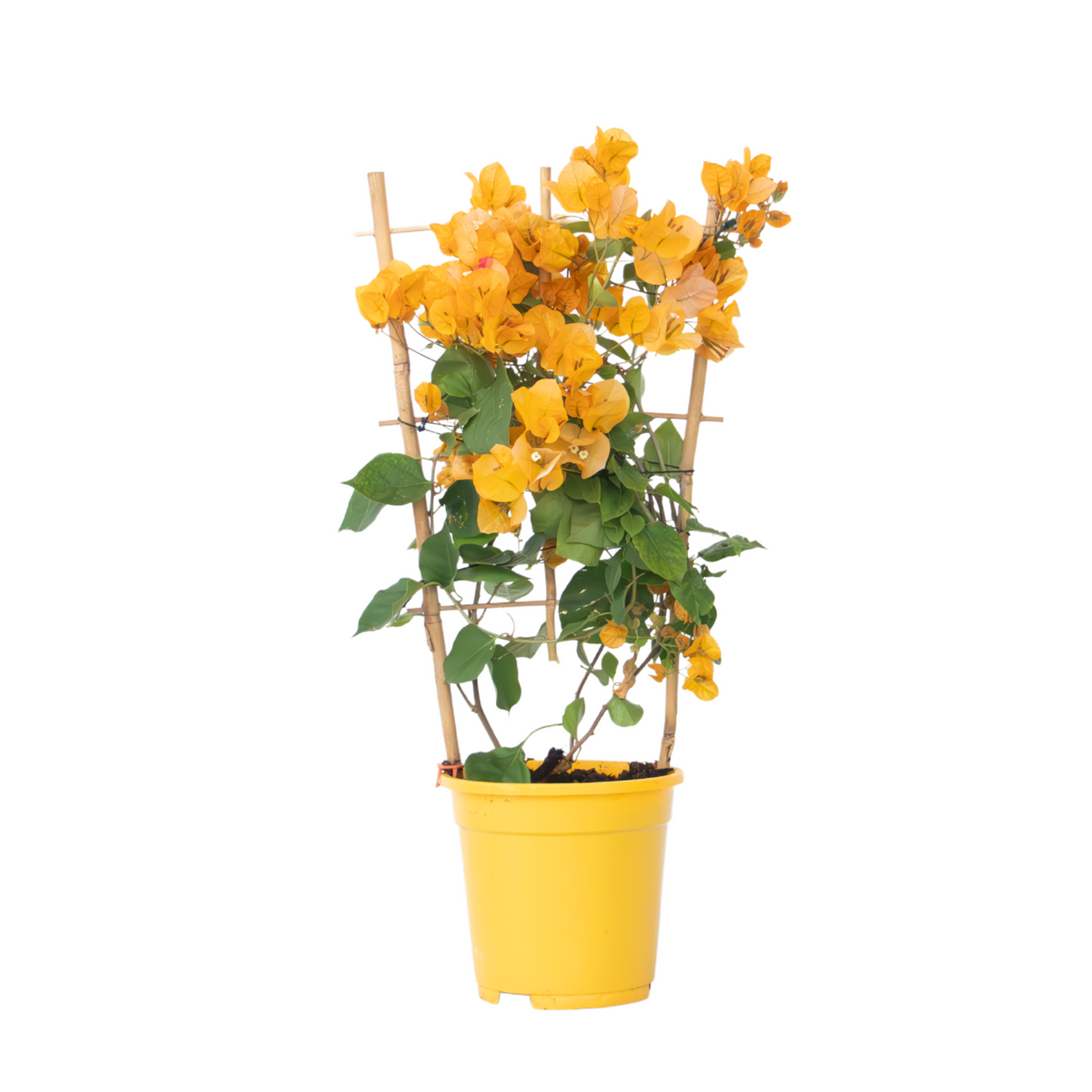 Paper Flower - Height 50-60cm - ⌀17cm | Set of 1 | Yellow