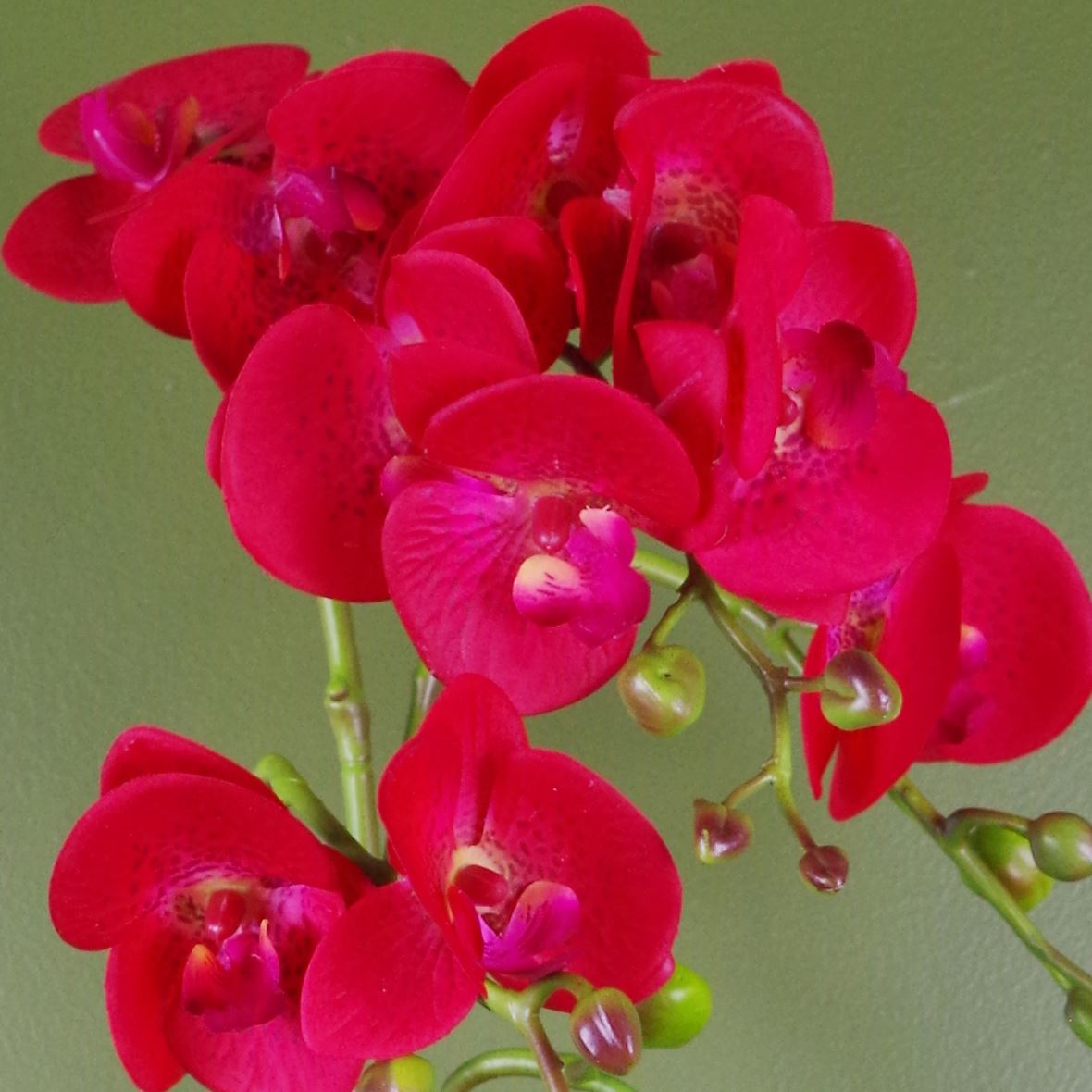 Artificial 50cm Phalaenopsis Orchid Red Leopard Gold Pot