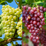 Grape Plant - 2 Pcs. - Vitis ‘himrod’, Vitis ‘vanessa’ - Height 60-75cm - ⌀21cm | Set of 2 | Multi Colour