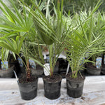 3x Mixed Hardy Palm Trees Plants In Pots Trachycarpus Chamaerops & Date Palm