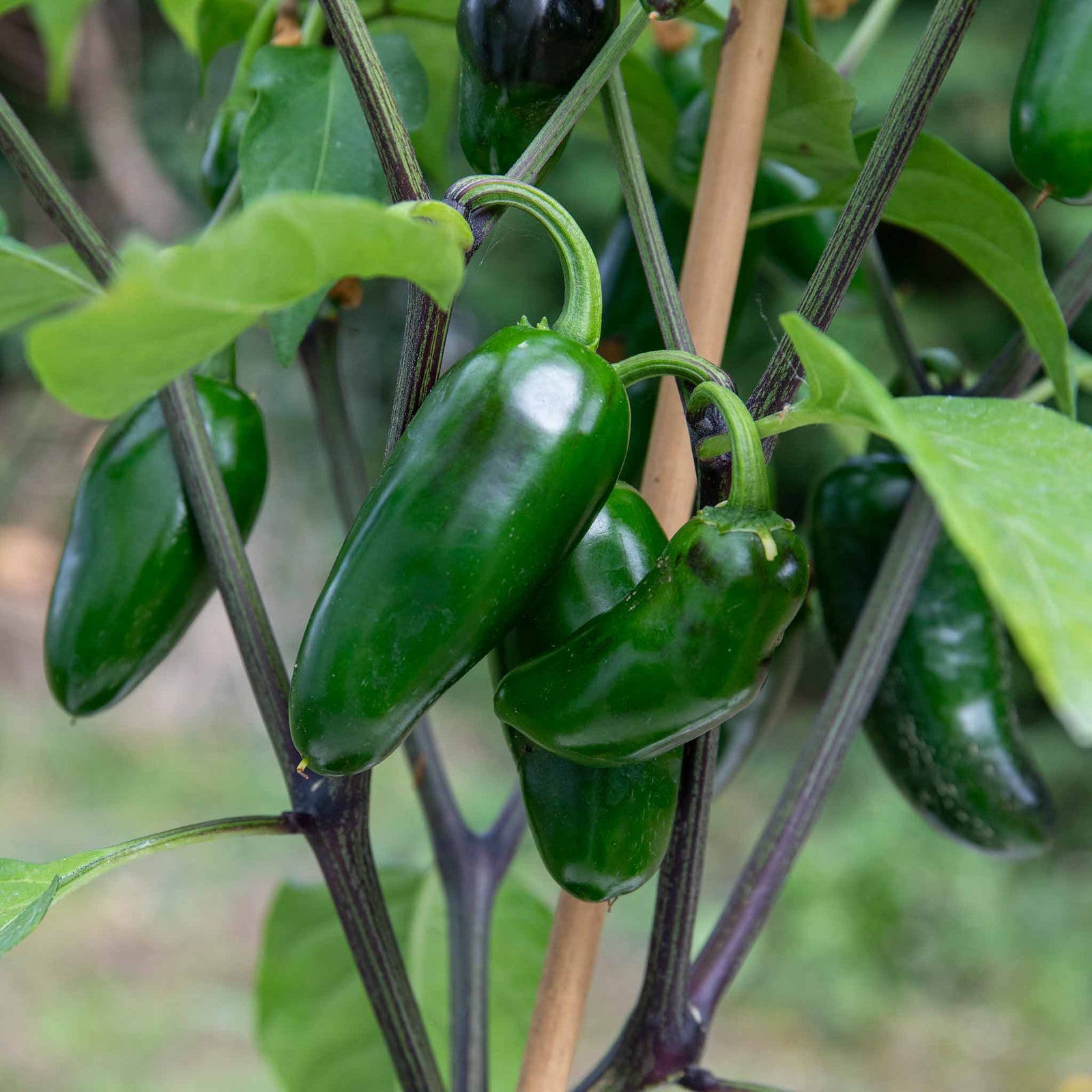 Giant Jalapeno Chilli Plant | 3 x Jumbo Plugs | Green
