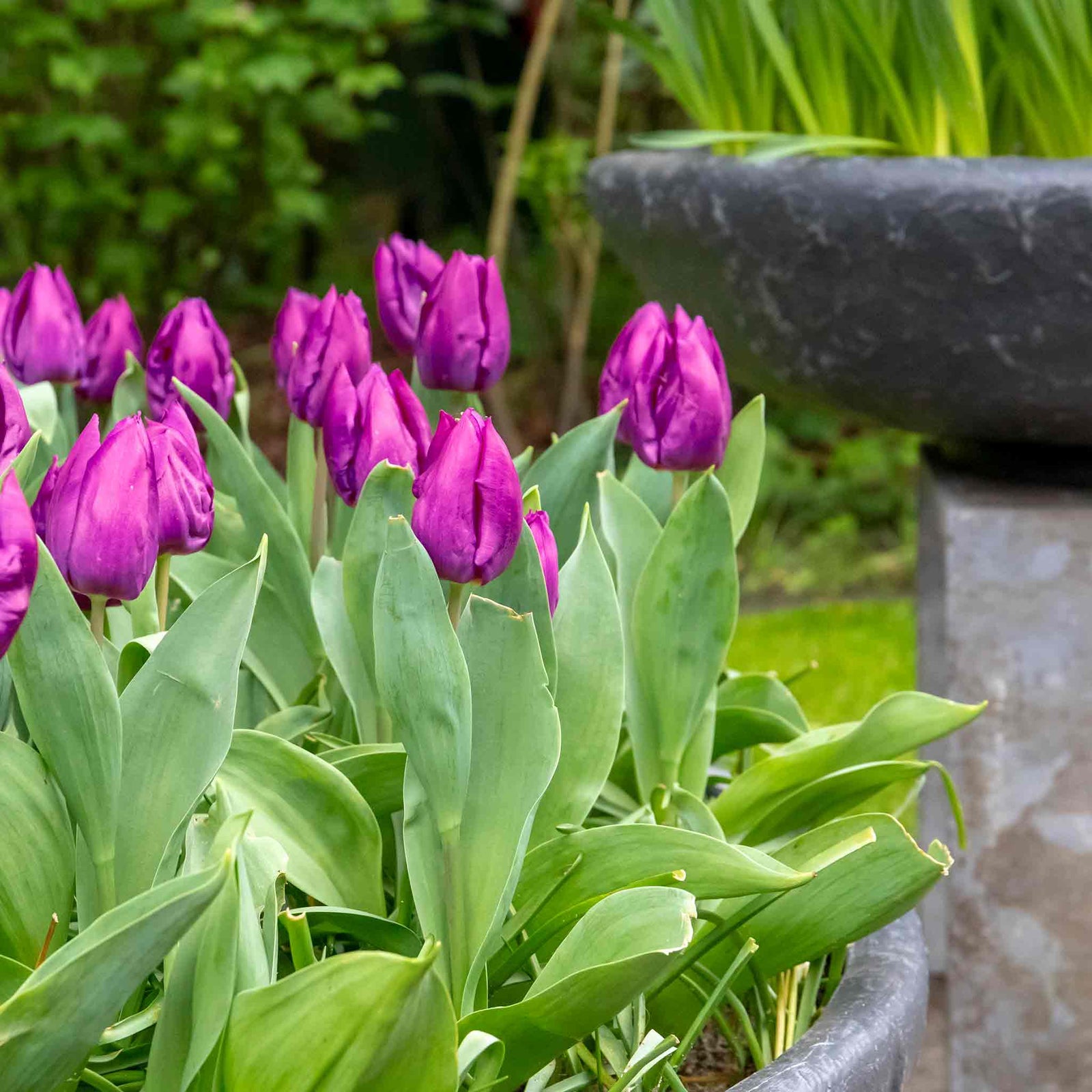 Tulip Purple Prince | 10 x Bulbs | Purple