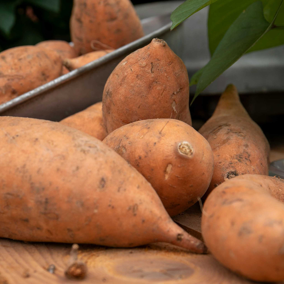 Sweet Potato 'erato Vineland Early Orange' - Plug Plants | Set of 5